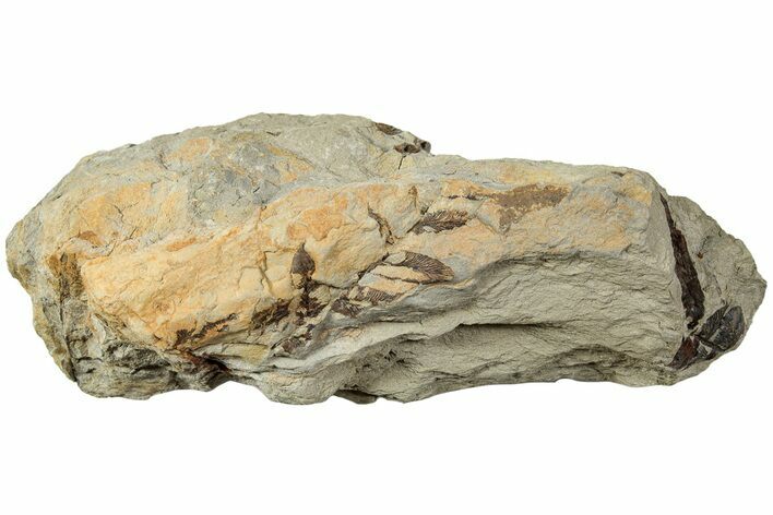 Pennsylvanian Fossil Fern (Pecopteris) Plate - West Virginia #232168